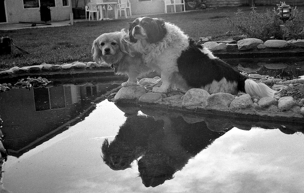 Bossy and Boots reflected in the backyard pond.